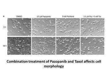 Pazopanib HCl