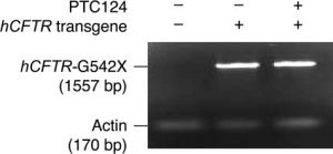 Ataluren (PTC124)