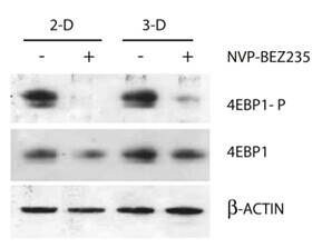 BEZ235 (NVP-BEZ235, Dactolisib)