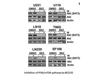 BEZ235 (NVP-BEZ235, Dactolisib)