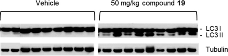 VPS34 inhibitor 1 (Compound 19, PIK-III analogue)