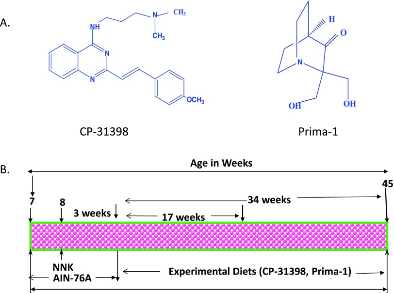 PRIMA-1