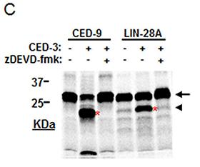 Z-DEVD-FMK