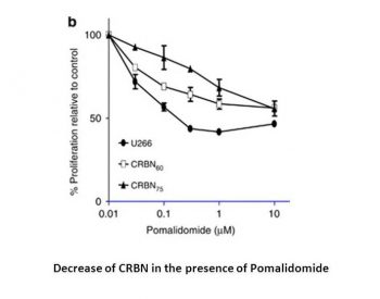 Pomalidomide