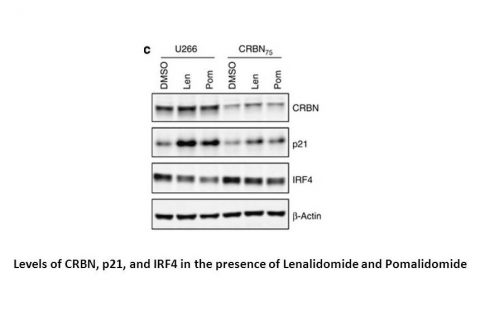 Pomalidomide