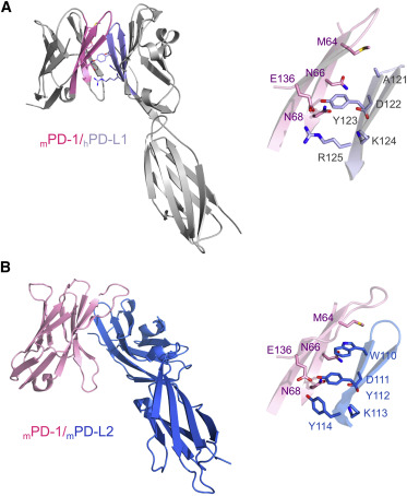 N-deacetylated BMS-202