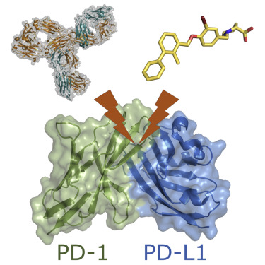 N-deacetylated BMS-202