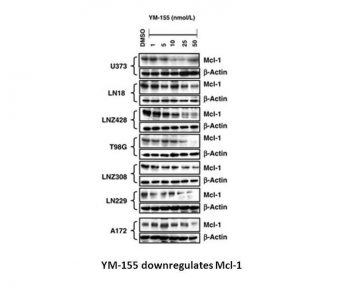 YM155 (Sepantronium Bromide)