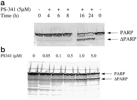 Bortezomib (PS-341)