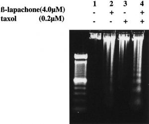 Beta-Lapachone