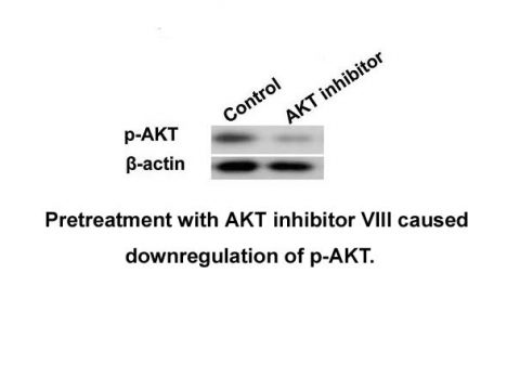 Akti-1/2