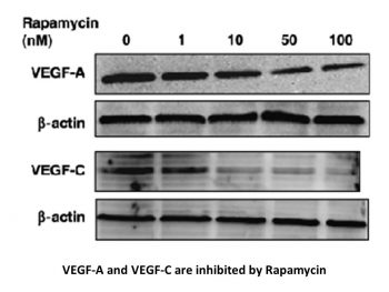 Rapamycin (Sirolimus)