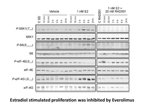 Everolimus (RAD001)