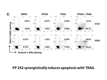 Torkinib (PP242)