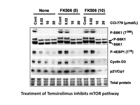 Temsirolimus (CCI-779, NSC 683864)