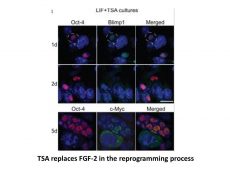 Trichostatin A (TSA)