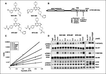 WYE-125132 (WYE-132)