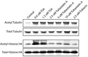 Tubastatin A HCl	