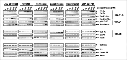 Quisinostat (JNJ-26481585)