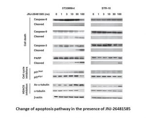 Quisinostat (JNJ-26481585)