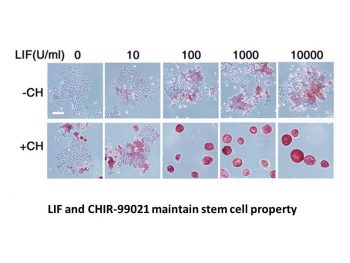 CHIR-99021 (CT99021)