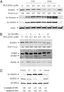 PCI-24781 (Abexinostat)