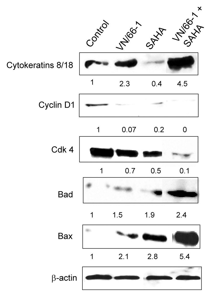 CI994 (Tacedinaline)