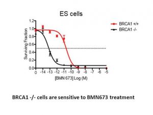 Talazoparib (BMN 673)