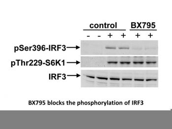 BX-795