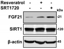 SRT1720 HCL