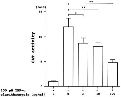 Clarithromycin