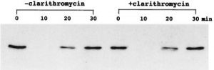 Clarithromycin