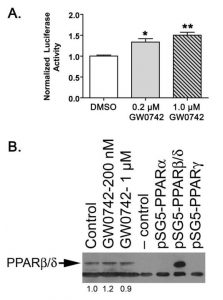 GW0742