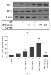 Polydatin