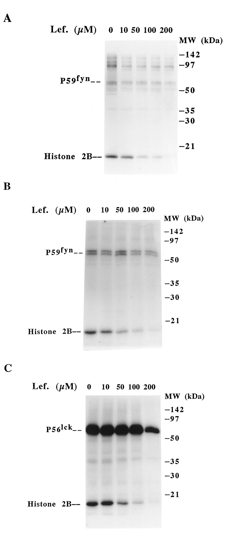 Leflunomide