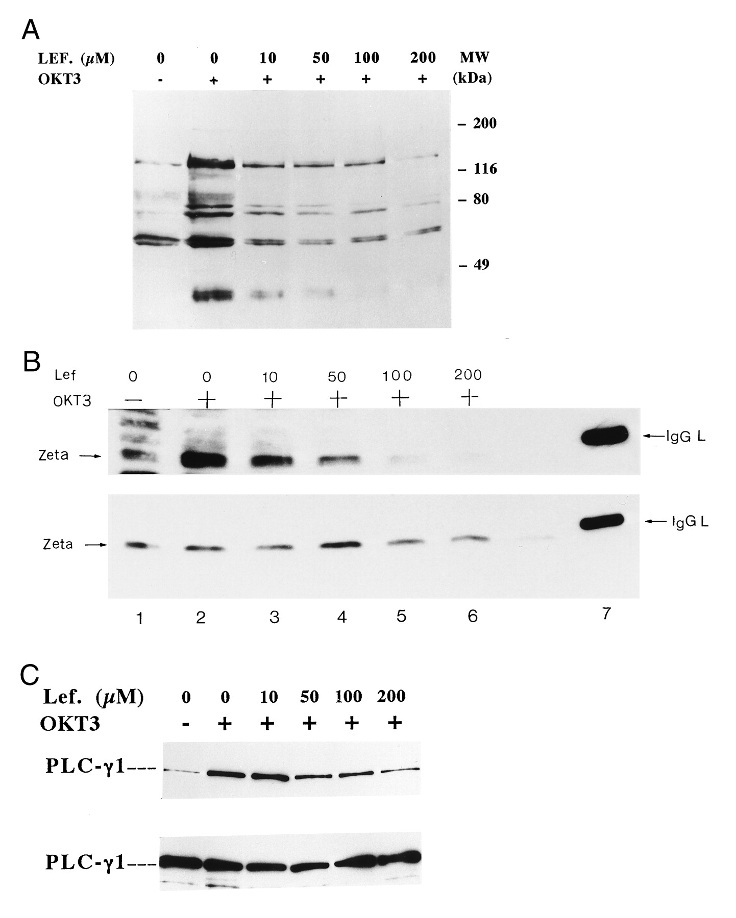 Leflunomide