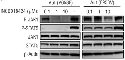 Ruxolitinib (INCB018424)