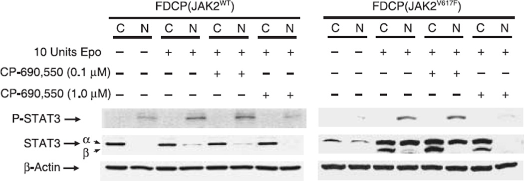 Tofacitinib (CP-690550) Citrate