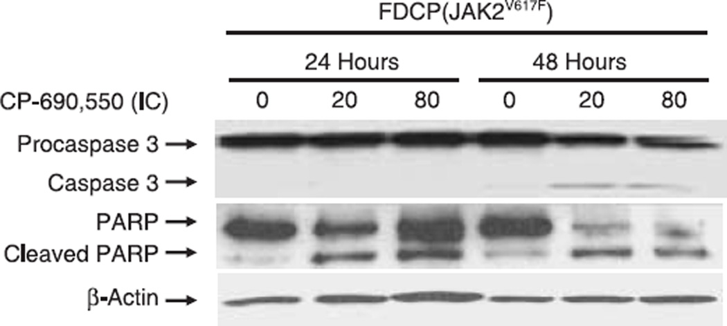 Tofacitinib (CP-690550) Citrate