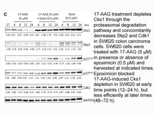 17-AAG (Tanespimycin)