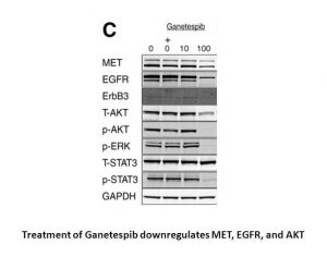 Ganetespib (STA-9090)