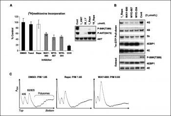 WYE-687