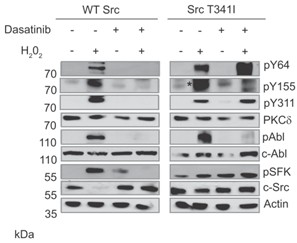 Dasatinib HCl