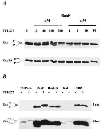 FTI 277 HCl