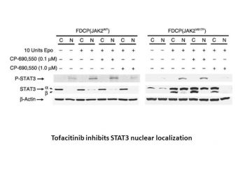 Tofacitinib (CP-690550,Tasocitinib)