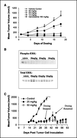 Selumetinib (AZD6244)