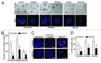 GSK343