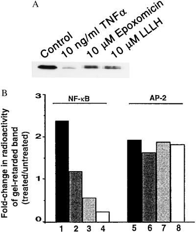 EPOXOMICIN