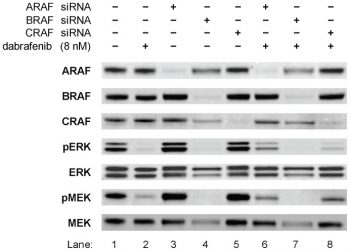 Dabrafenib (GSK2118436)