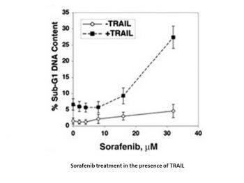 Sorafenib free base